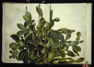 Opuntia ficus-indica, Opuntia humifusa ou Opuntia monacantha (arte af figenkaktus) de Hans Simon Holtzbecker