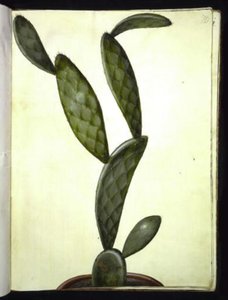 Opuntia monacantha de Hans Simon Holtzbecker