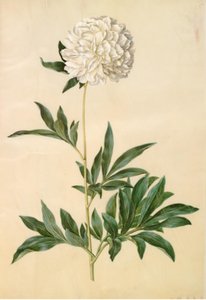 Paeonia lactiflora (peão de seda) de Hans Simon Holtzbecker