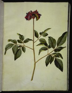 Peônia masculina (rosa-silkeplante) de Hans Simon Holtzbecker