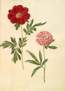 Paeonia officinalis (bonderose) de Hans Simon Holtzbecker