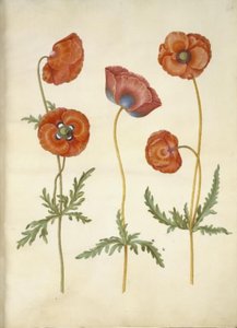 Papaver rhoeas (papoula de grãos) de Hans Simon Holtzbecker