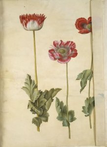 Papoila de ópio (papoula de ópio) de Hans Simon Holtzbecker