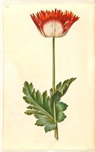 Papoila de ópio (papoula de ópio) de Hans Simon Holtzbecker