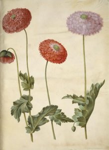Papoila de ópio (papoula de ópio) de Hans Simon Holtzbecker
