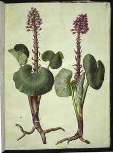 Petasites hybridus (ferradura vermelha) de Hans Simon Holtzbecker
