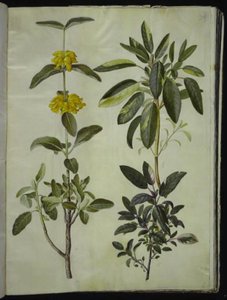 Phlomis fruticosa (dragão-boi comum); Salvia officinalis (sálvia) de Hans Simon Holtzbecker
