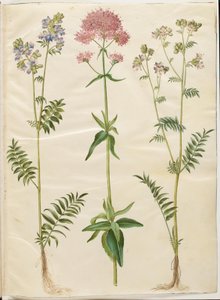Polemonium caeruleum (escada de Jacob comum); Centranthus ruber (valeriana esporo vermelho) de Hans Simon Holtzbecker