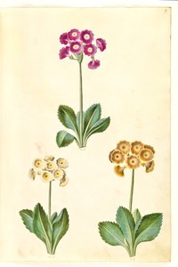 Primula ×pubescens (have-aurikel) de Hans Simon Holtzbecker