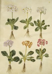 Primula ×pubescens (have-aurikel) de Hans Simon Holtzbecker