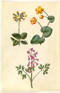 Primula veris (prímula de vaca de pescoço oco); Caltha palustris (junco do prado); Corydalis cava (espora de raiz oca) de Hans Simon Holtzbecker