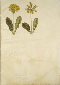 Primula veris (híbrido de feijão-fradinho); Primula veris (feijão de pescoço oco) de Hans Simon Holtzbecker