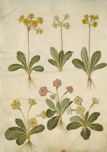 Primula veris (híbrido de feijão-fradinho); Primula vulgaris (híbrido de feijão-fradinho de flor grande) de Hans Simon Holtzbecker