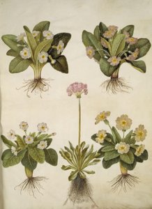 Primula vulgaris (híbrido de prímula de flores grandes); Primula farinosa (feijão florido) de Hans Simon Holtzbecker