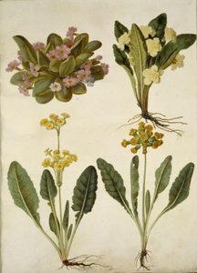 Primula vulgaris (prímula de carnaval); Primula vulgaris (híbrido de prímula de flores grandes); Primula veris (híbrido de feijão-fradinho de pescoço oco) de Hans Simon Holtzbecker