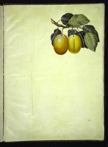 Prunus domestica (blomme) de Hans Simon Holtzbecker