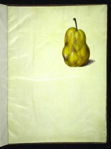 Pyrus communis (pêra comum) de Hans Simon Holtzbecker