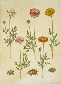 Ranunculus asiatica (ter-ranunkel) de Hans Simon Holtzbecker