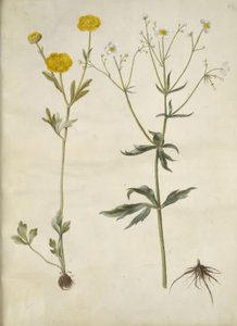 Ranunculus monspeliacus (manteiga de seda); Ranunculus aconitifolius (Ranunculus aconitifolius) de Hans Simon Holtzbecker