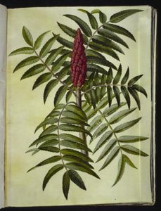 Rhus typhina (árvore de veado) de Hans Simon Holtzbecker