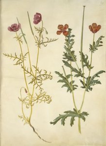 Roemeria hybrida (hornvalmue violeta); Glaucium horniculatum (rød hornskulpe) de Hans Simon Holtzbecker