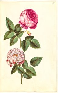 Rosa × centifolia (centifólia-rosa); Rosa gallica versicolor (