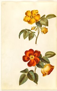 Rosa foetida (rosa amarela); Rosa foetida (rosa turca) de Hans Simon Holtzbecker