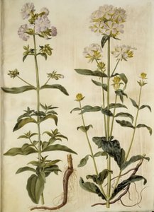 Saponaria officinalis (sabão comum) de Hans Simon Holtzbecker