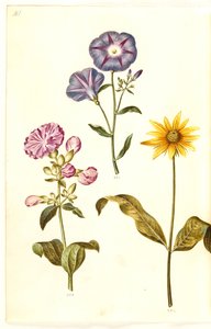 Saponaria officinalis (sabão comum); Convolvulus tricolor (saia de solteira); Helianthus (?) (espécie de girassol) de Hans Simon Holtzbecker
