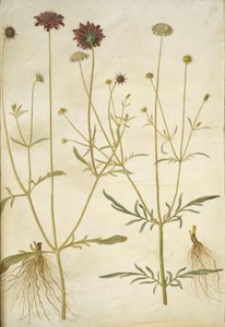 Scabiosa atropurpurea (enkeblomst); Scabiosa columbaria (dois-skabiose) de Hans Simon Holtzbecker