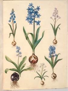 Scilla bifolia (tobladet skilla); jacinto oriental (almindelig hyacint); bela skilla (himmelblå skilla) de Hans Simon Holtzbecker