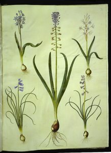 Scilla bifolia (scilla de duas folhas); Muscari comosum (jacinto do crepúsculo); Brimeura amethystina (jacinto dos Pirenéus) de Hans Simon Holtzbecker