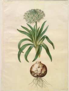 Scilla peruviana (scilla gigante) de Hans Simon Holtzbecker