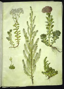 Álbum de Sedum (pedra branca); Sedum anacampseros (erva de folhas redondas); Sedum (erva de rocha); Suaeda vera (pé de ganso); Sedum rupestre (pedra de montanha) de Hans Simon Holtzbecker