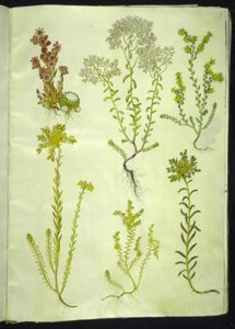 Sempervivum arachnoideum (cebola de teia de aranha); Álbum de Sedum (pedra branca); Sedum acre (pedra de pedra mordente); Sedum rupestre (pedra de montanha); Sedum sexangulare (stonewort de seis fileiras) de Hans Simon Holtzbecker