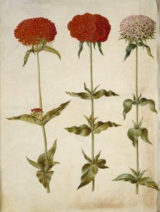 Silene calcedônica (amor ardente) de Hans Simon Holtzbecker