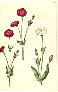 Silene coronaria (ouriço-do-mar da coroa) de Hans Simon Holtzbecker