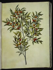 Solanum pseudocapsicum (Árvore de coral de Jerusalém) de Hans Simon Holtzbecker
