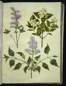 Syringa ×persica (azeda persa); Philadelphus coronarius (pau de cachimbo perfumado); Syringa vulgaris (azeda comum) de Hans Simon Holtzbecker