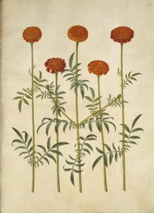 Tagetes patula (flor de veludo barrado) de Hans Simon Holtzbecker