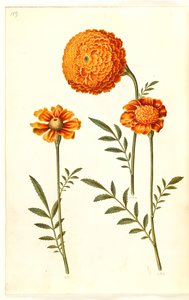 Tagetes patula (flor de veludo barrado) de Hans Simon Holtzbecker