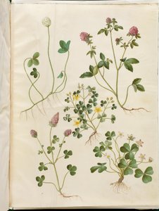 Trifolium repens (trevo-branco); Trifolium pratense (trevo vermelho); Oxalis corniculata (trevo azedo); Trifolium incarnatum (trevo de sangue); Oxalis acetosella (azedinha)