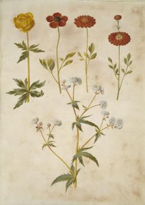 Trollius europaeus (ameixa do prado europeu); Ranunculus asiaticus (bolinho de ouro de jardim); Ranunculus aconitifolius (botão de ouro botão de prata) de Hans Simon Holtzbecker