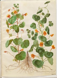 Tropaeolum minus (pequeno agrião) de Hans Simon Holtzbecker