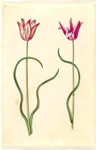 Tulipa clusiana (clusius-tulip) de Hans Simon Holtzbecker