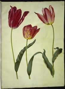 Tulipa gesneriana (ter-tulipan) de Hans Simon Holtzbecker