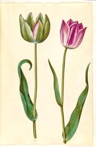 Tulipa gesneriana (ter-tulipan)