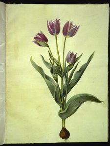 Tulipa gesneriana (ter-tulipan) de Hans Simon Holtzbecker