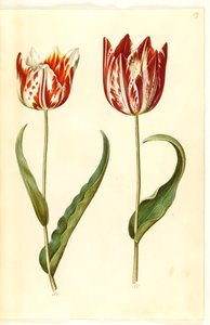 Tulipa gesneriana (ter-tulipan) de Hans Simon Holtzbecker