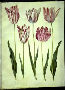 Tulipa gesneriana (ter-tulipan) de Hans Simon Holtzbecker